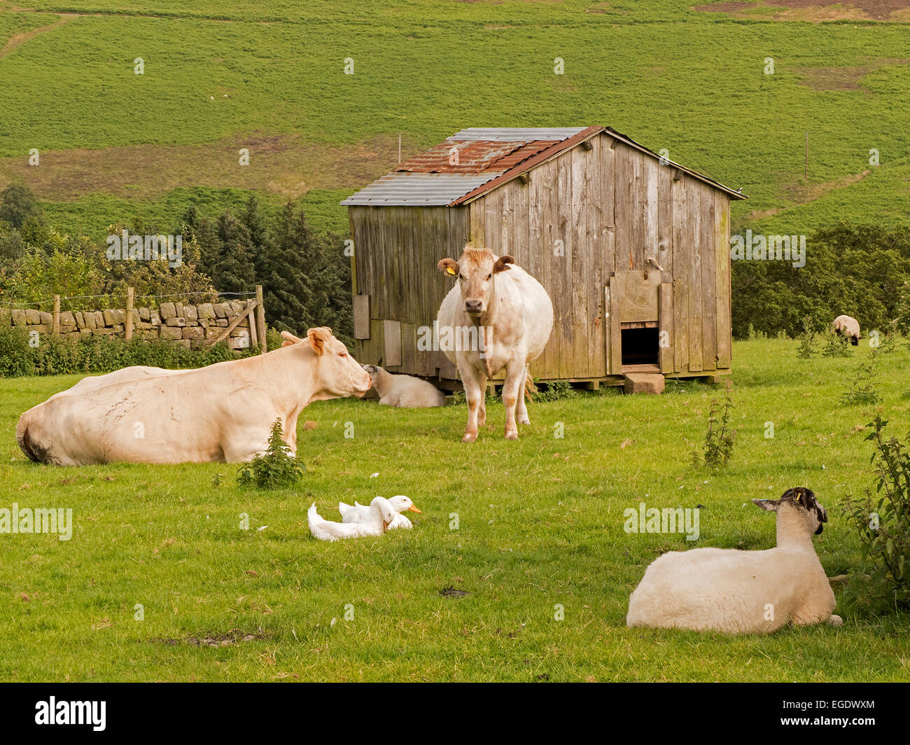 Bovini, anatre, agnelli nel cortile, Goathland, North Yorkshire. Foto Stock