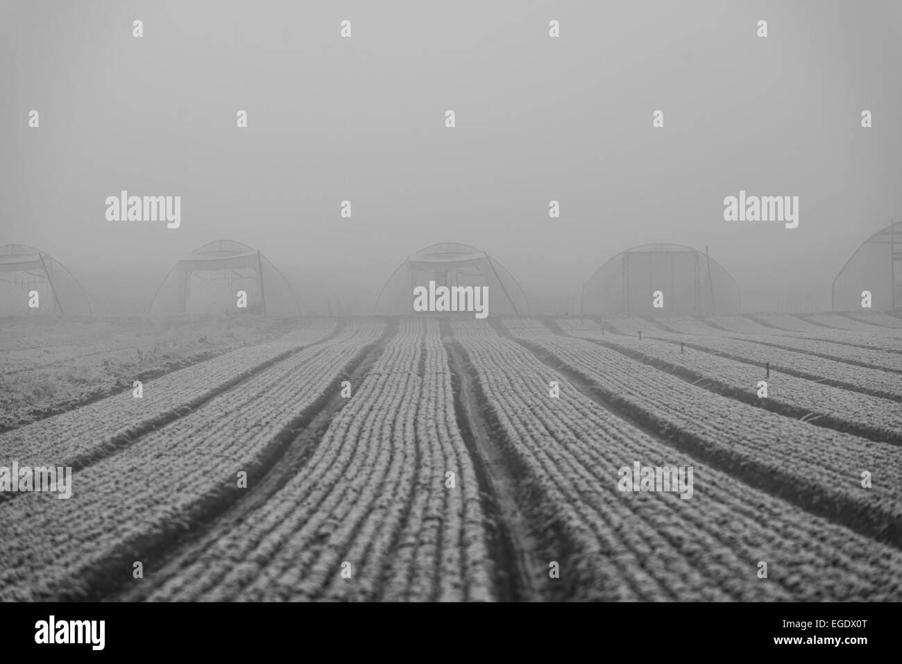 Neve e nebbia a Heidelberg Foto Stock