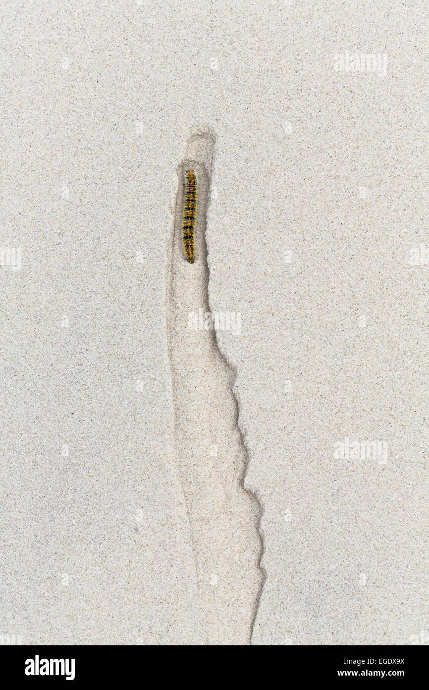 Caterpillar scalare una duna, Spiekeroog Island, Mare del Nord, il Parco Nazionale, Est Isole Frisone, Frisia orientale, Bassa Sassonia, Germania, Europa Foto Stock