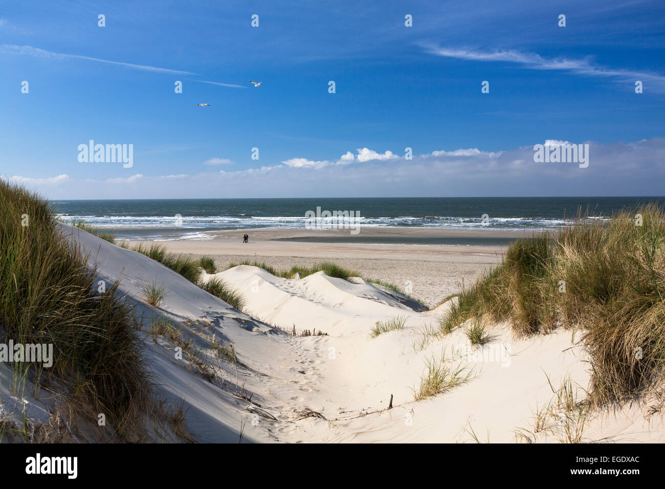 Dune con erba, Ammophila arenaria, Spiekeroog Island, Parco Nazionale, Mare del Nord est delle Isole Frisone, Frisia orientale, Bassa Sassonia, Germania, Europa Foto Stock