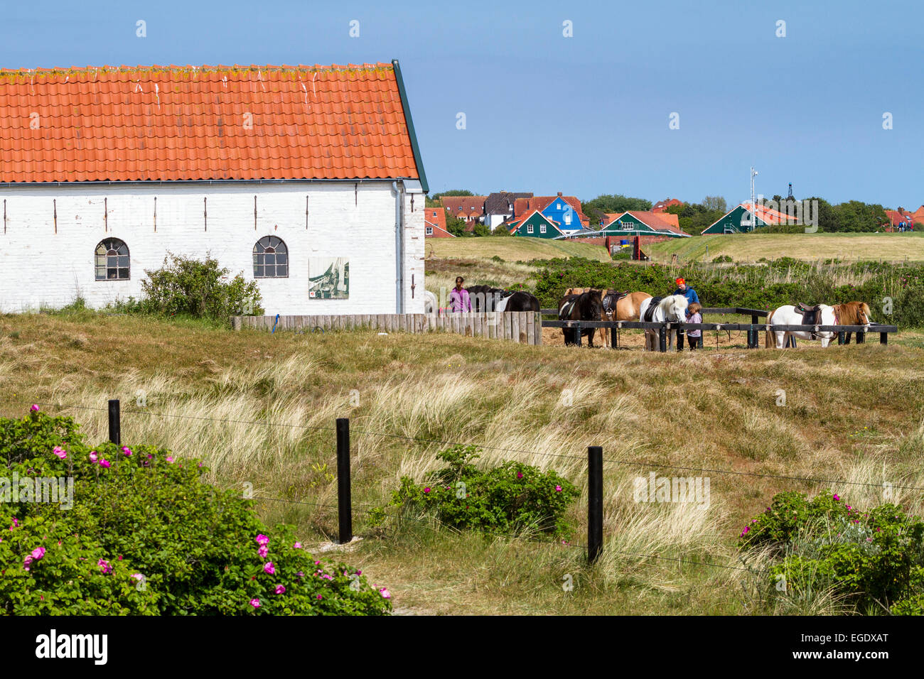 Equitazione, maneggio su Spiekeroog Island, Nationalpark, Mare del Nord est delle Isole Frisone, Frisia orientale, Bassa Sassonia, Germania, Europa Foto Stock