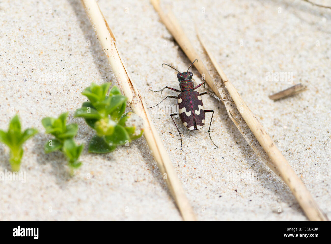 In prossimità di una tigre Beetle, Cicindela hybrida, Est isole frisone, Bassa Sassonia, Germania, Europa Foto Stock