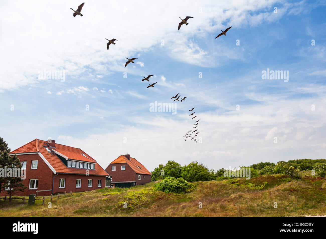 Case nelle dune di oche selvatiche flying overhead, Branta canadensis, Spiekeroog Island, Nationalpark, Mare del Nord est delle Isole Frisone, Frisia orientale, Bassa Sassonia, Germania, Europa Foto Stock