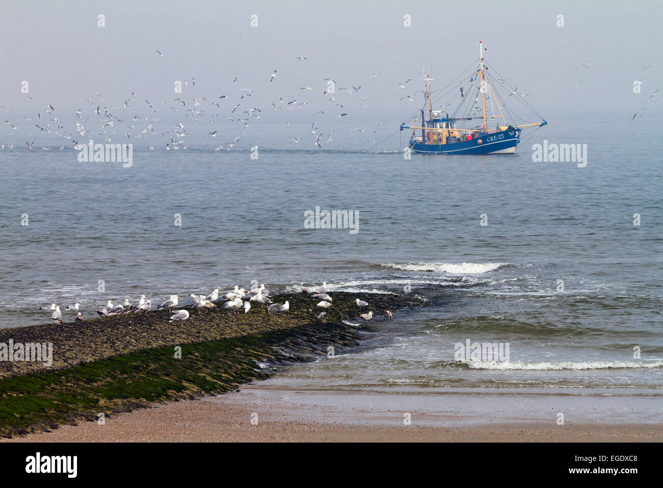 Barca da pesca con i gabbiani off Norderney Isola, Nationalpark, Mare del Nord est delle Isole Frisone, Frisia orientale, Bassa Sassonia, Germania, Europa Foto Stock