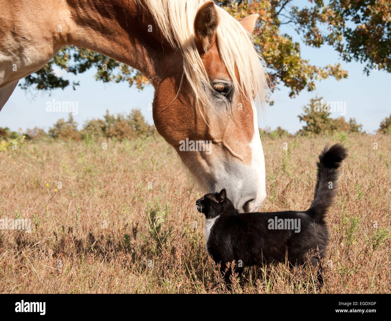 Piccolo in bianco e nero gatto stesso sfregamento contro un enorme progetto belga cavallo Foto Stock