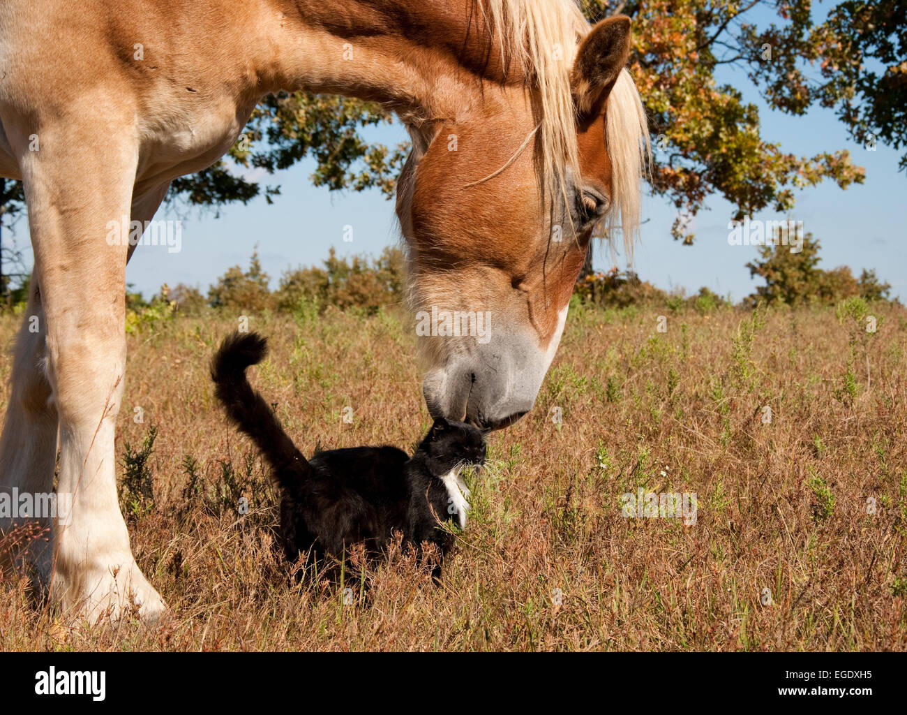 Gli amici di tutte le dimensioni e colori - una piccola in bianco e nero e di gatto e il suo enorme bionda progetto belga cavallo amico Foto Stock