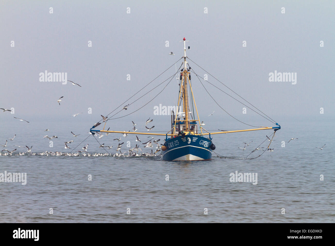 Fishingboat con i gabbiani off Norderney Isola, Nationalpark, Mare del Nord est delle Isole Frisone, Frisia orientale, Bassa Sassonia, Germania, Europa Foto Stock