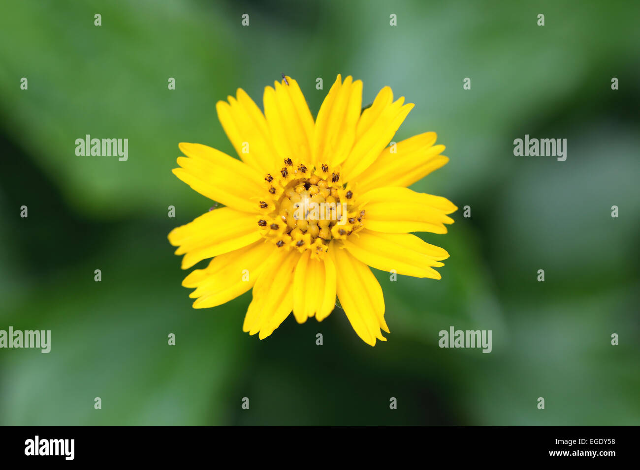 Fiori di colore giallo su uno sfondo di fogliame verde in giardino. Foto Stock