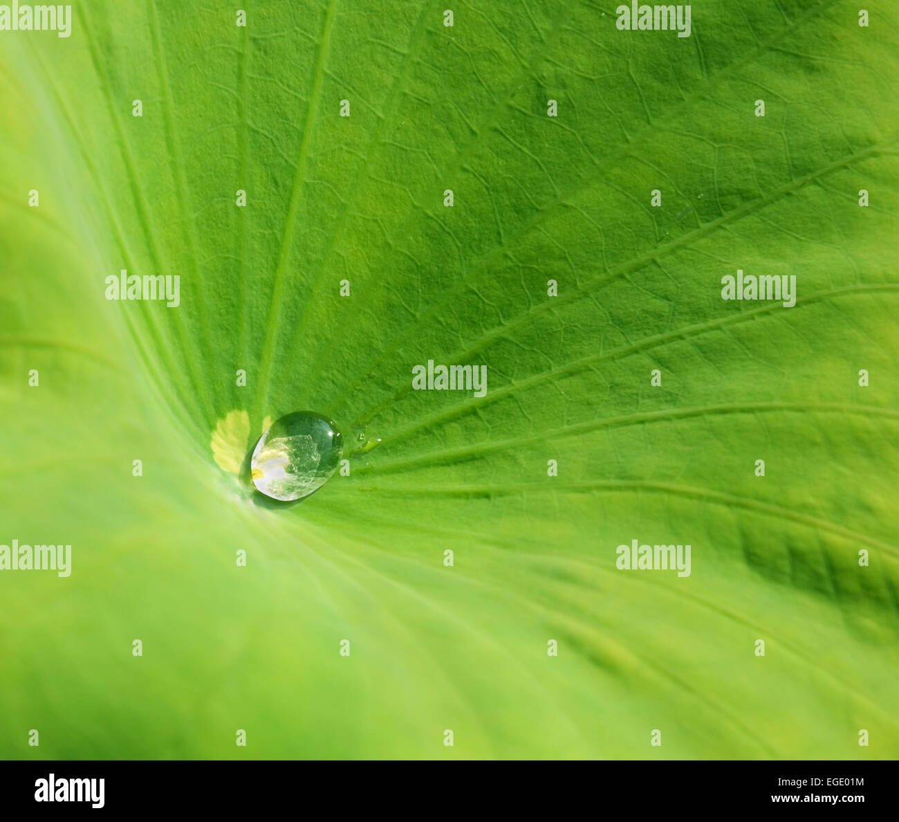 Acqua giglio Foglia con una goccia di acqua nella luce del sole Foto Stock