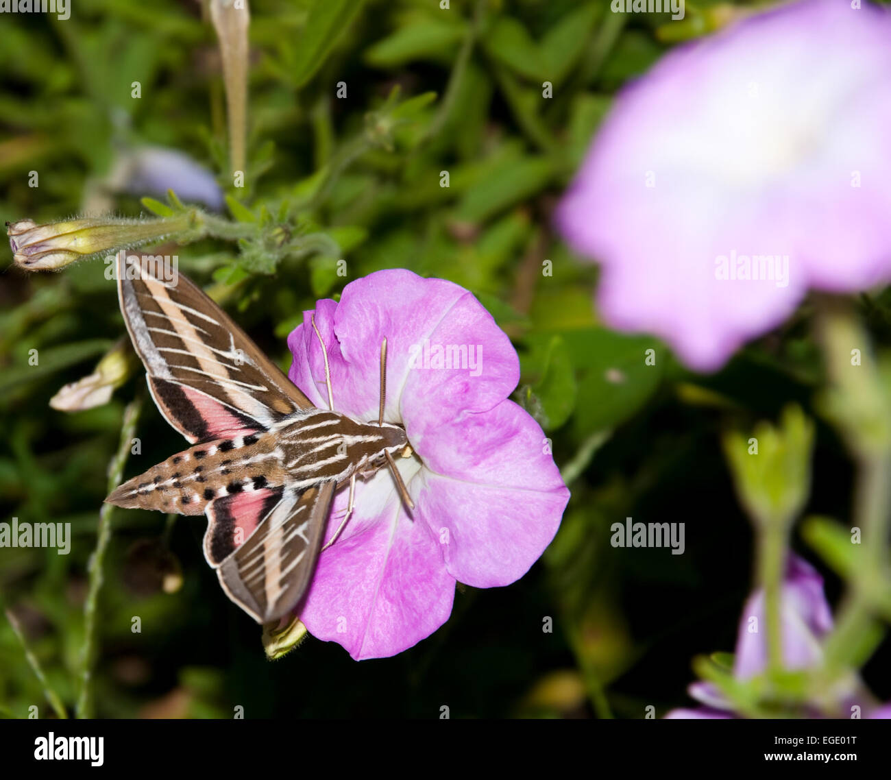 White-Lined Sphinx Moth alimentazione su un fiore di petunia Foto Stock