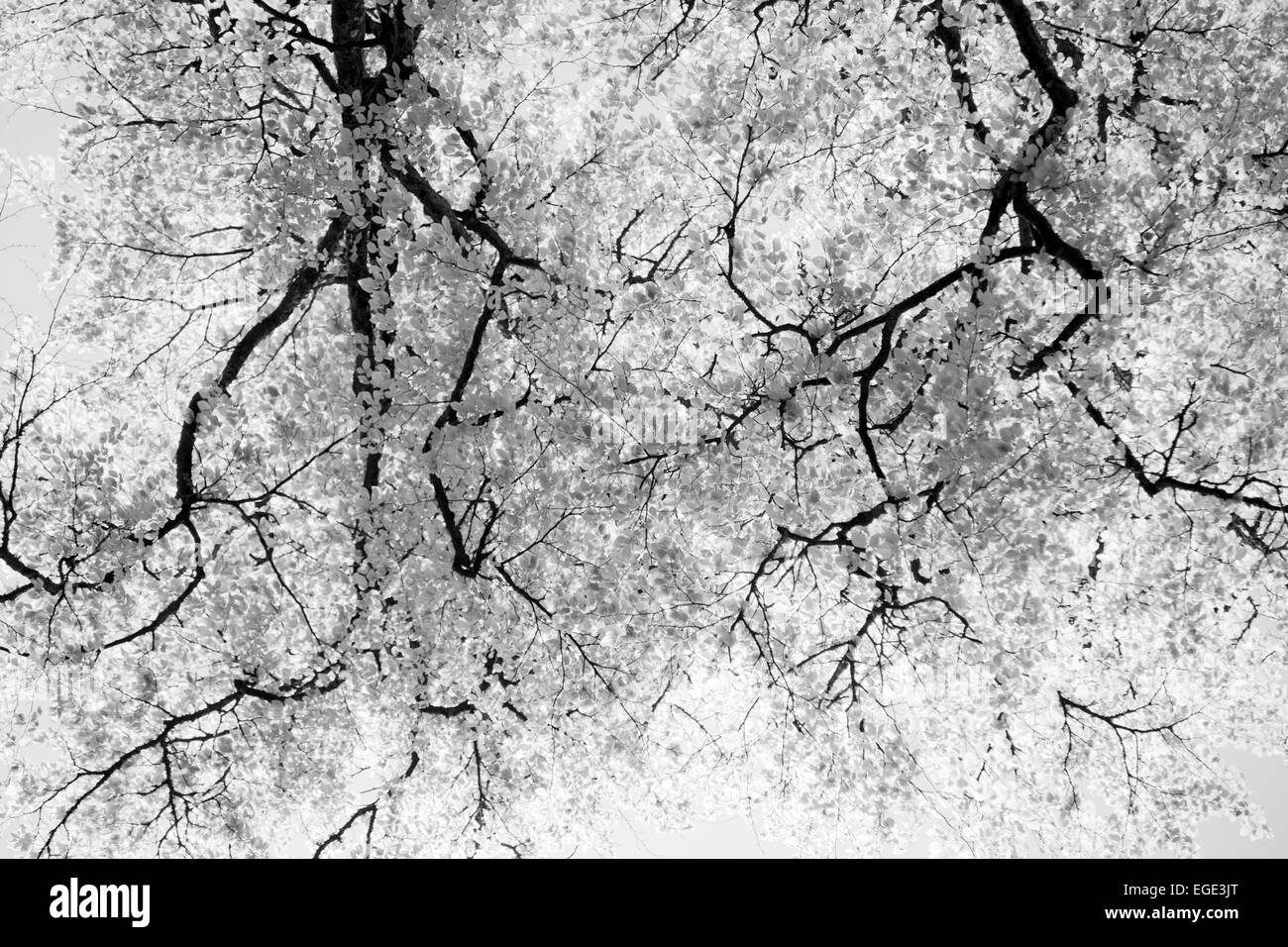 Rovere albero canopy, in bianco e nero Foto Stock
