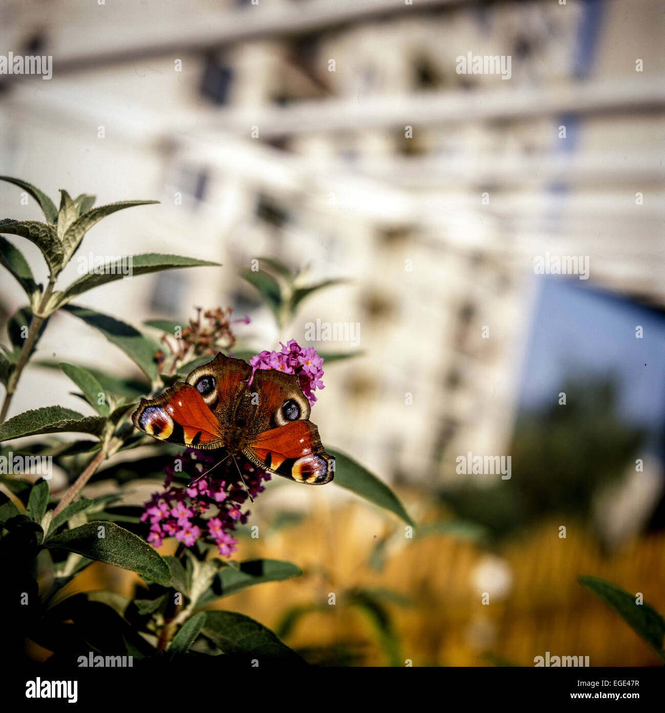Farfalla europea di pavone su fiore Inachis io seduta su un fiore, sfondo di costruzione, farfalla urbana, Foto Stock