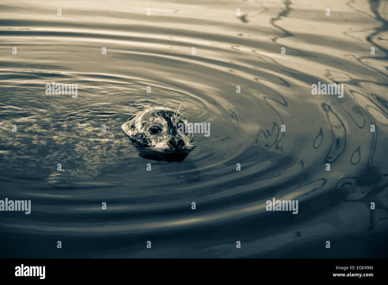 guarnizione Foto Stock