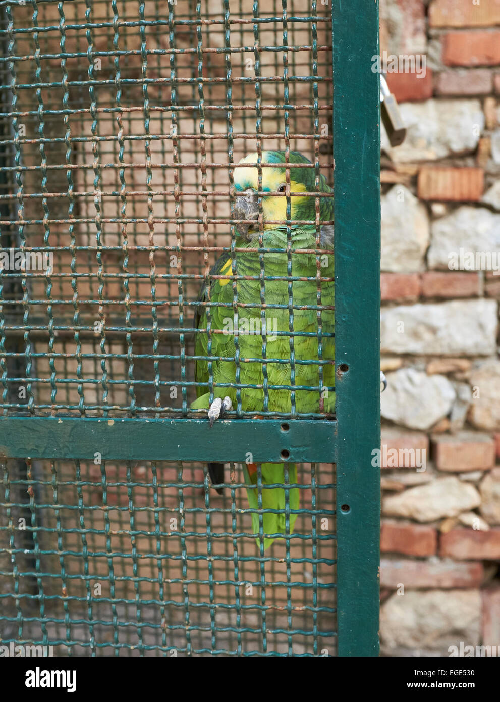 Captive Amazon pappagallo verde in una gabbia. Foto Stock