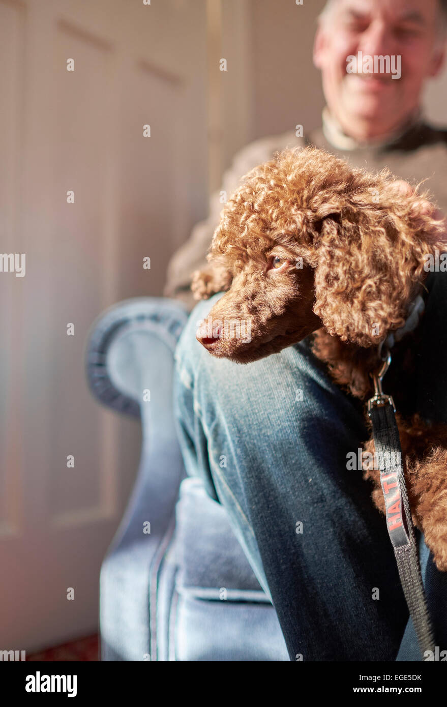 Barboncino cucciolo seduto su un giro di un uomo. Foto Stock