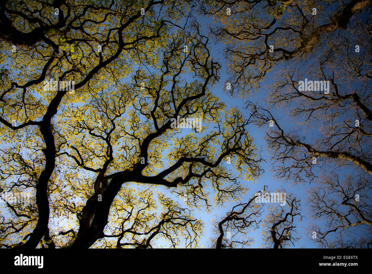 Molla della tettoia in legno di quercia Foto Stock