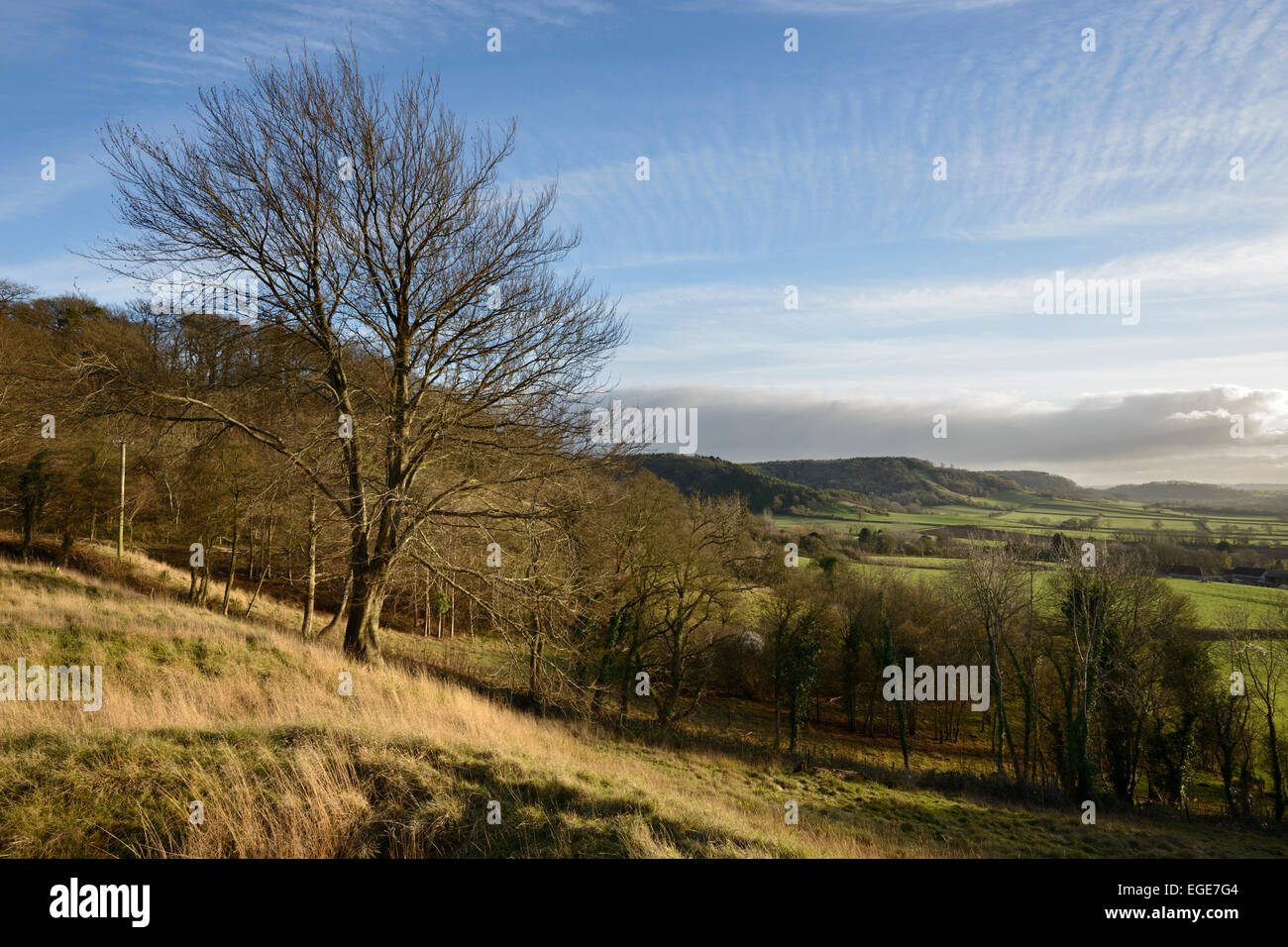 Vista verso la Copley legno da Collard Hill nel Polden colline nelle vicinanze del Compton Dundon, Somerset. Foto Stock