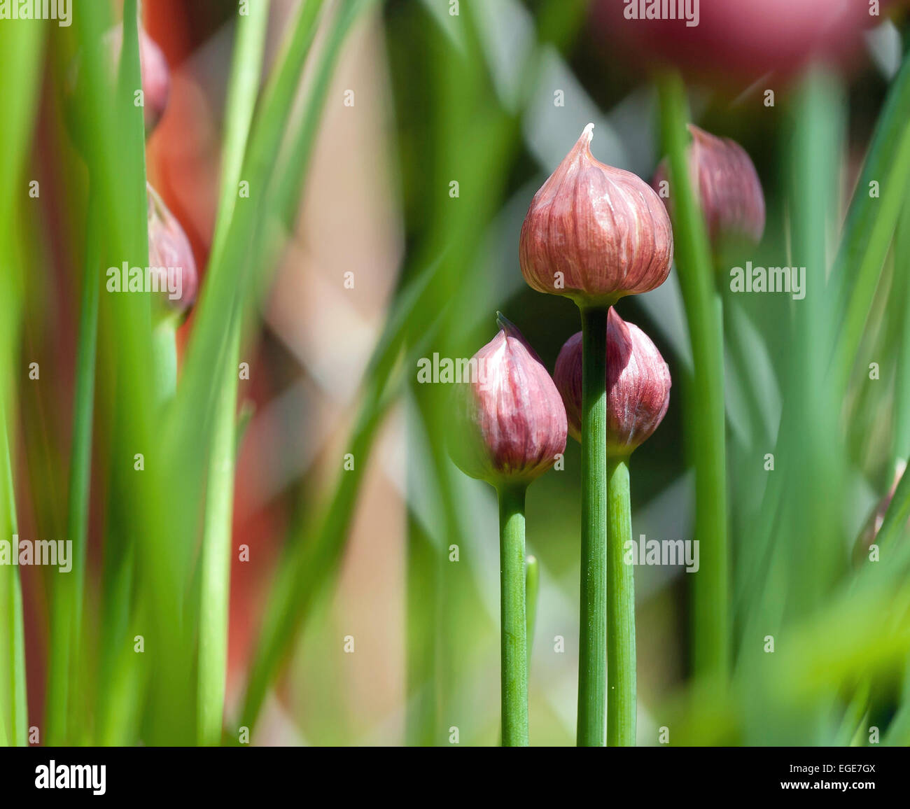 Erba cipollina in un giardino con boccioli di fiori spiata attraverso il verde di gambi Foto Stock