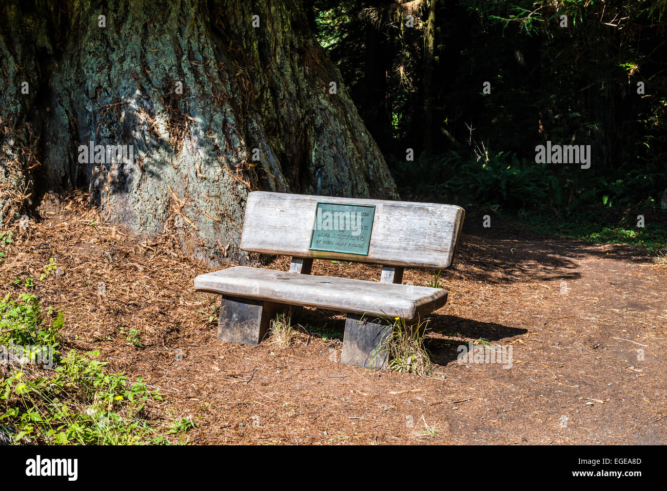 Pubblica banco in legno memorial. Prairie Creek Redwoods State Park, California, Stati Uniti. Foto Stock