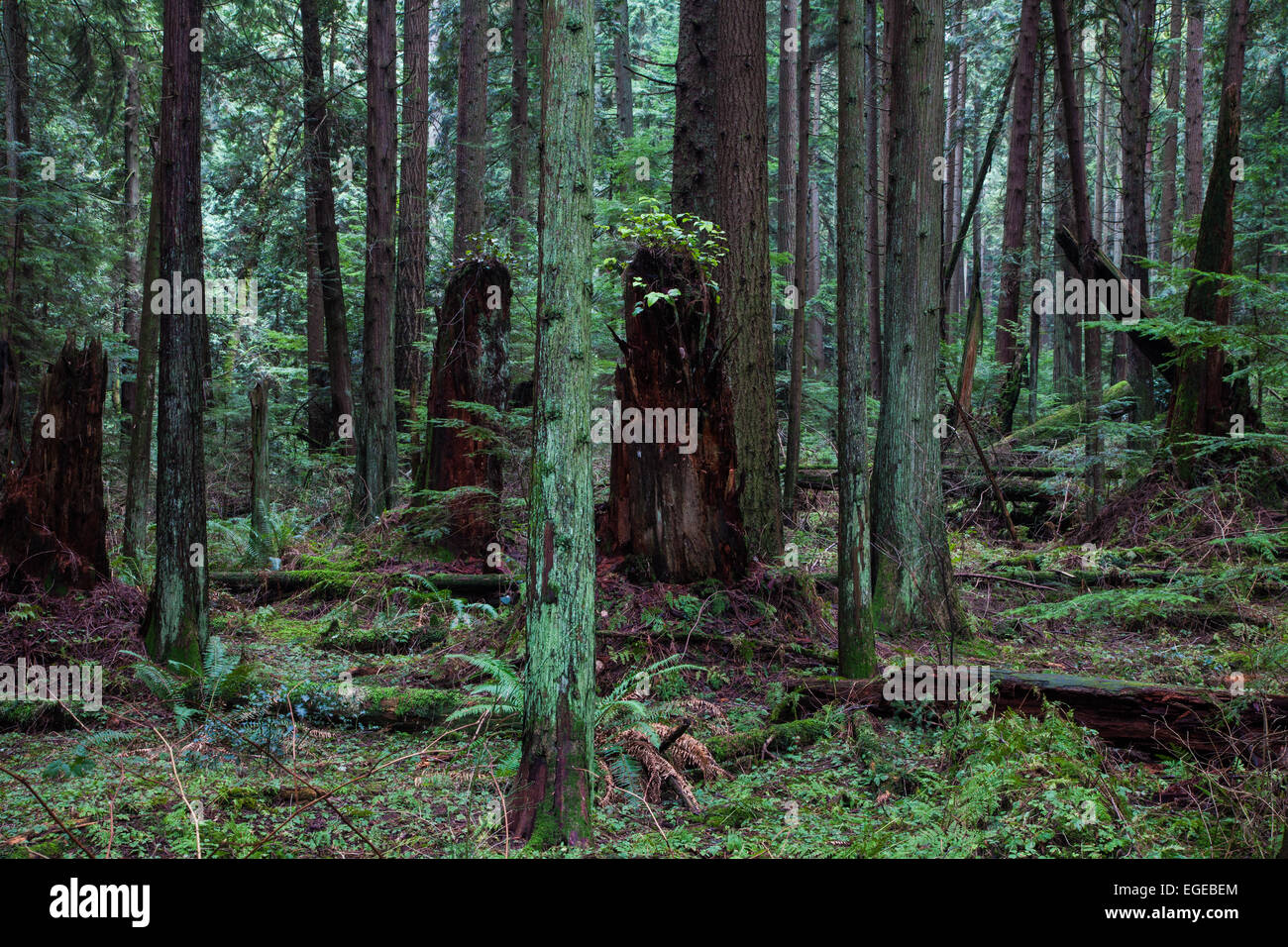 Consente di visualizzare in una densa foresta pluviale temperata vicino a Vancouver, Canada Foto Stock