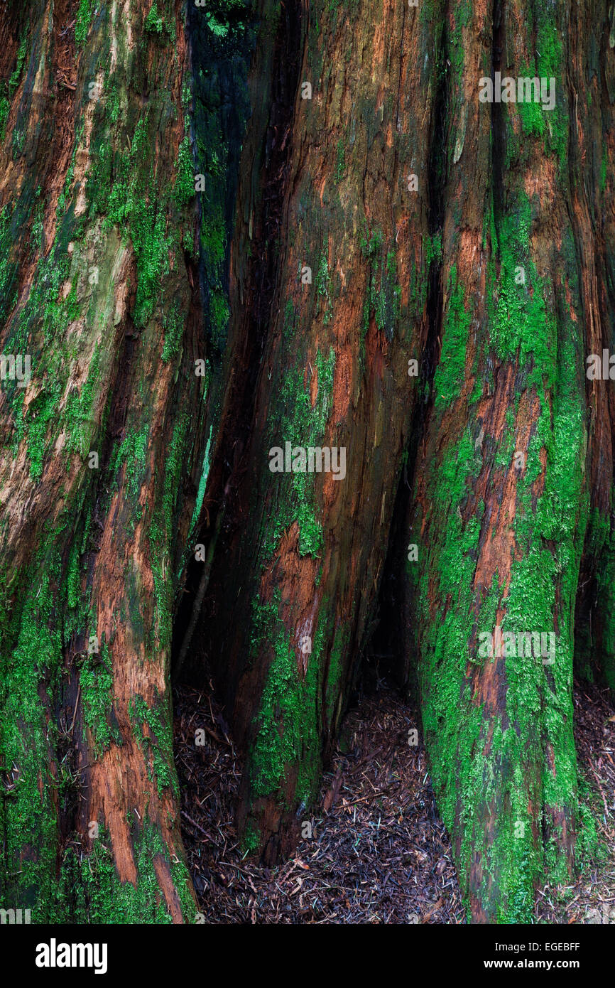 Immagine astratta di una decomposizione di Cedar moncone in una foresta pluviale temperata. Foto Stock
