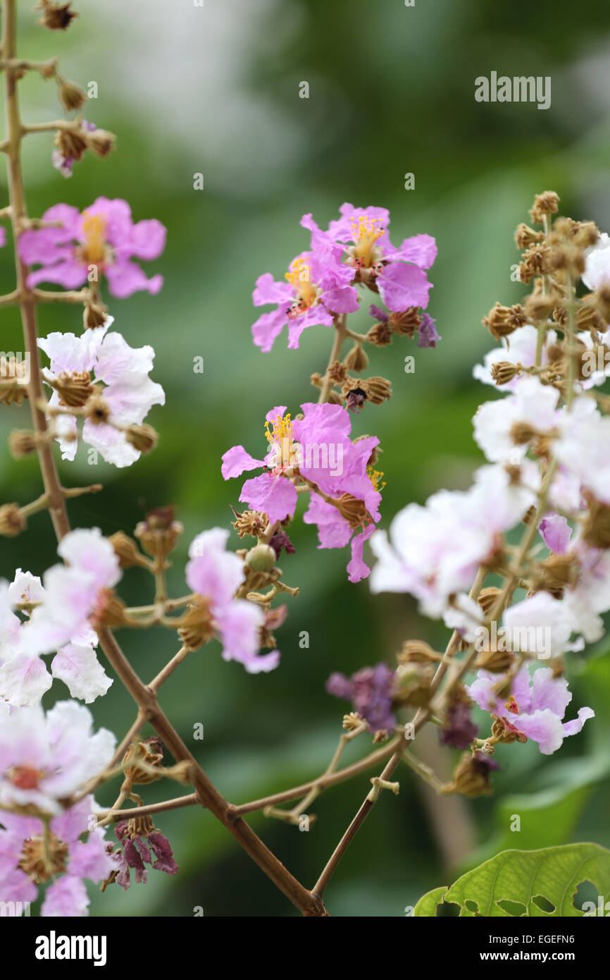 Fiore rosa su albero nel giardino. Foto Stock