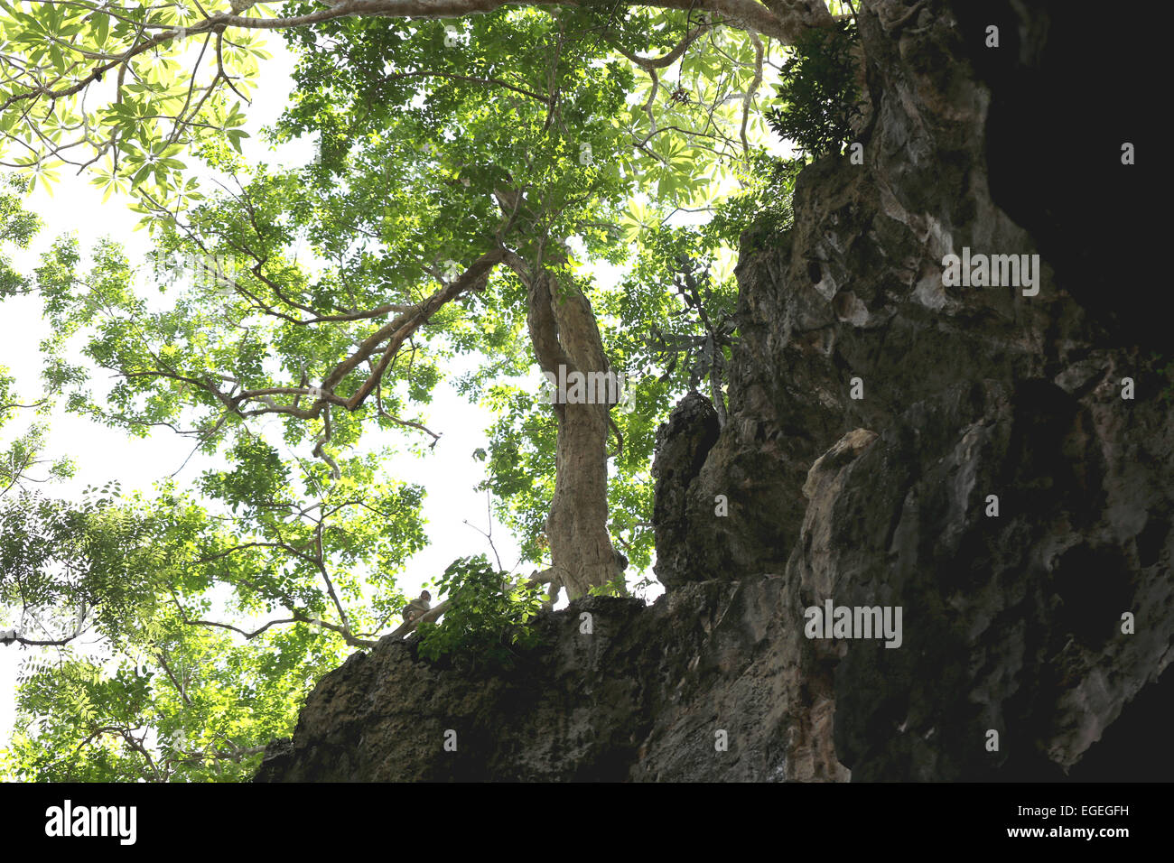 Ramoscelli e foglie verdi sulla montagna di pietra per la natura dello sfondo. Foto Stock