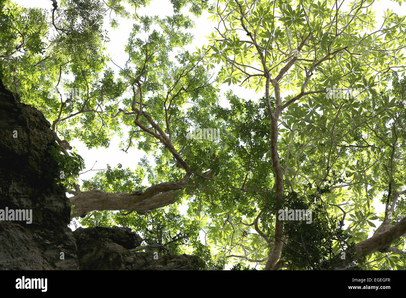 Ramoscelli e foglie verdi sulla montagna di pietra per la natura dello sfondo. Foto Stock