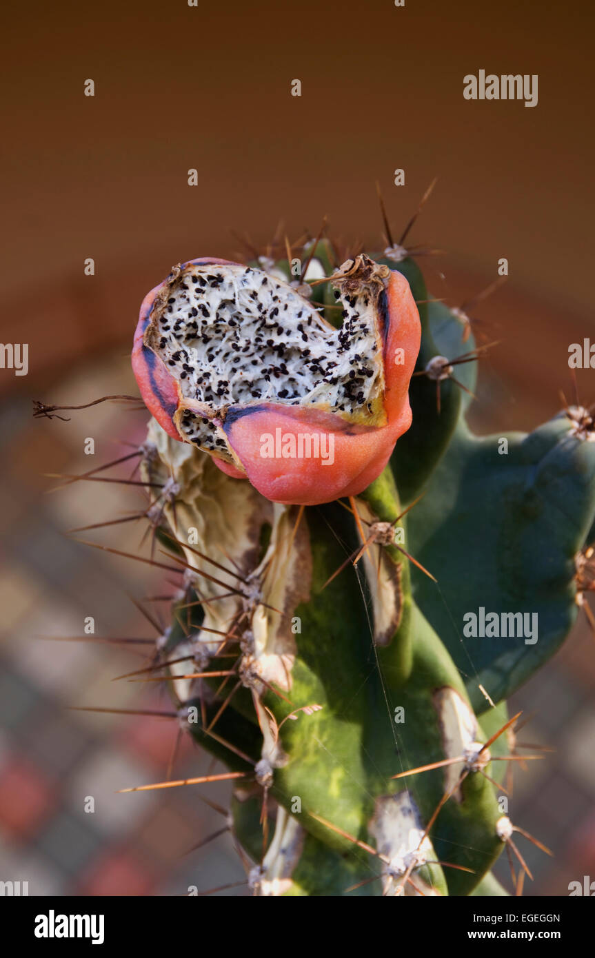 Cactus pod semi aperto per mostrare le sementi Foto Stock