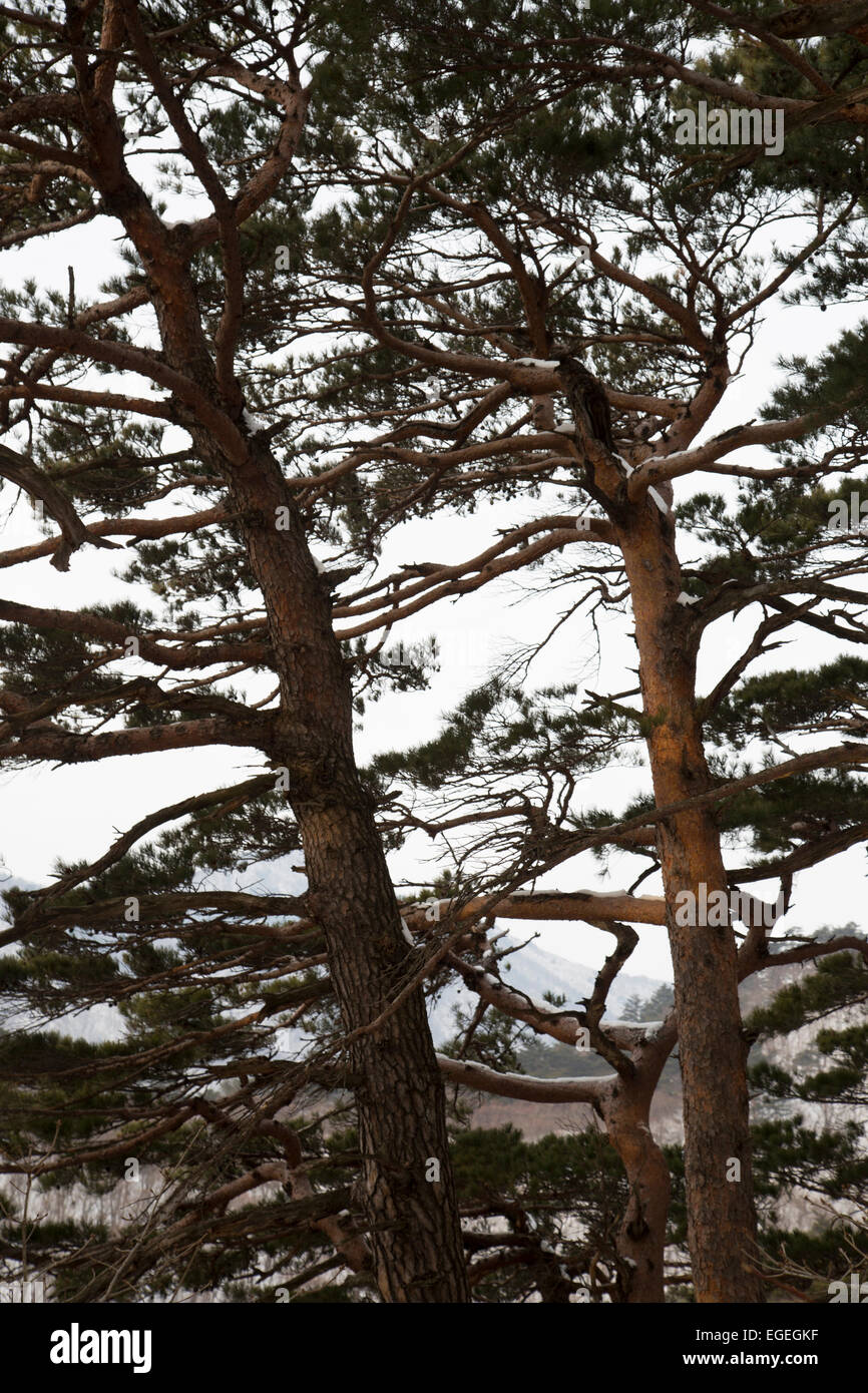 Seoraksan Parco Nazionale d'inverno. A piedi Ulsanbawi Rock. Di Sokcho, Corea del Sud. Montagne coperte di neve. Foto Stock