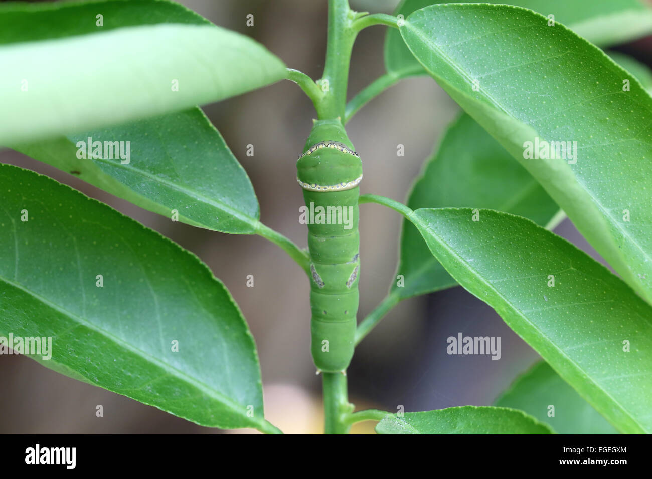 Caterpillar verde in foglie di limone in giardino. Foto Stock