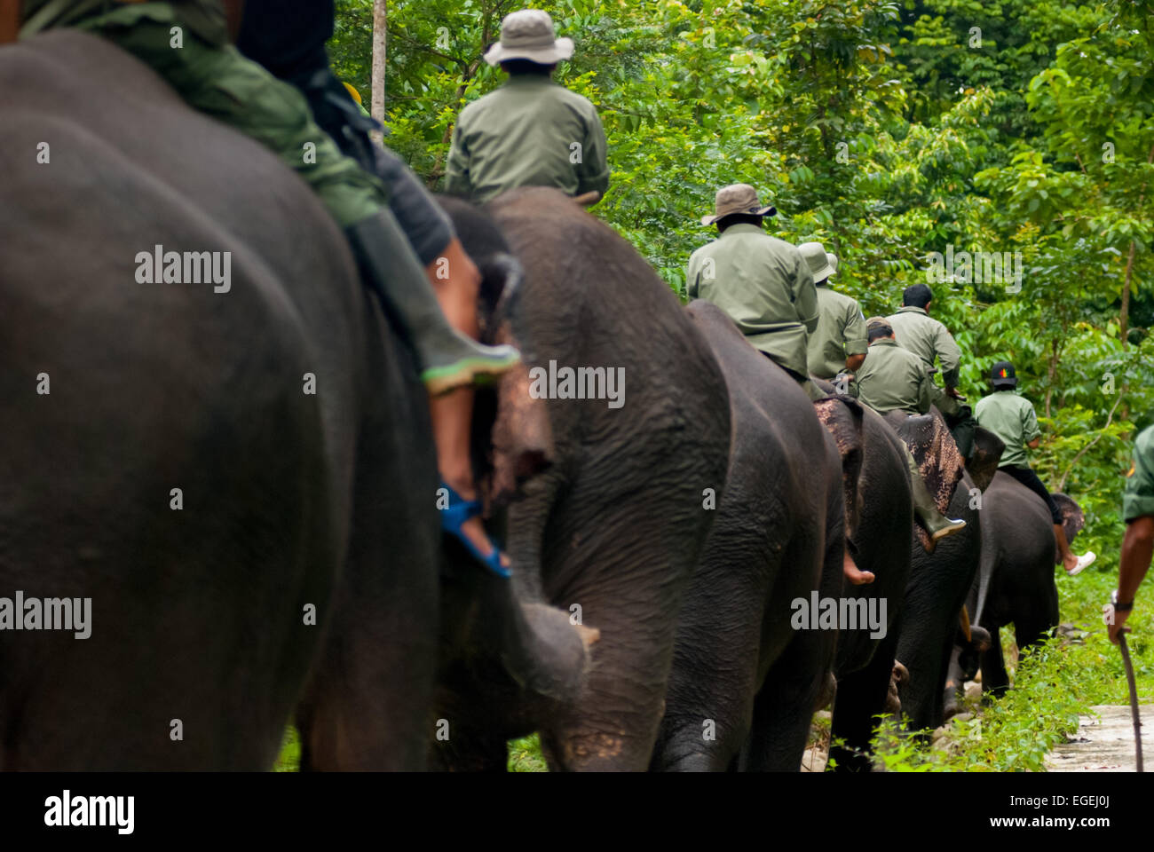 Pattuglia di elefante in Gunung Leuser National Park, Sumatra, Indonesia. Foto Stock