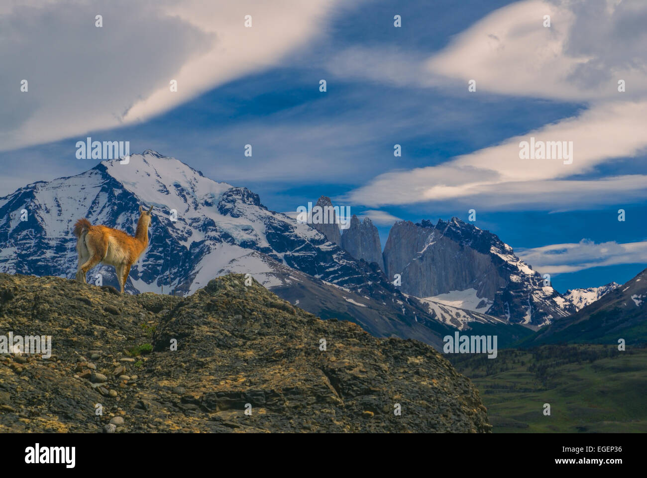 Guanaco nel parco nazionale Torres del Paine in sud americana Andes Foto Stock