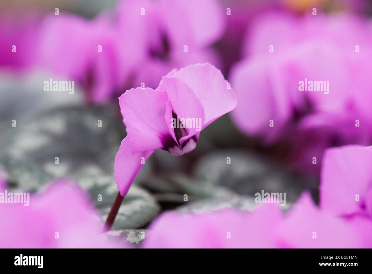 Ciclamino alpinum che cresce in un ambiente protetto. Foto Stock
