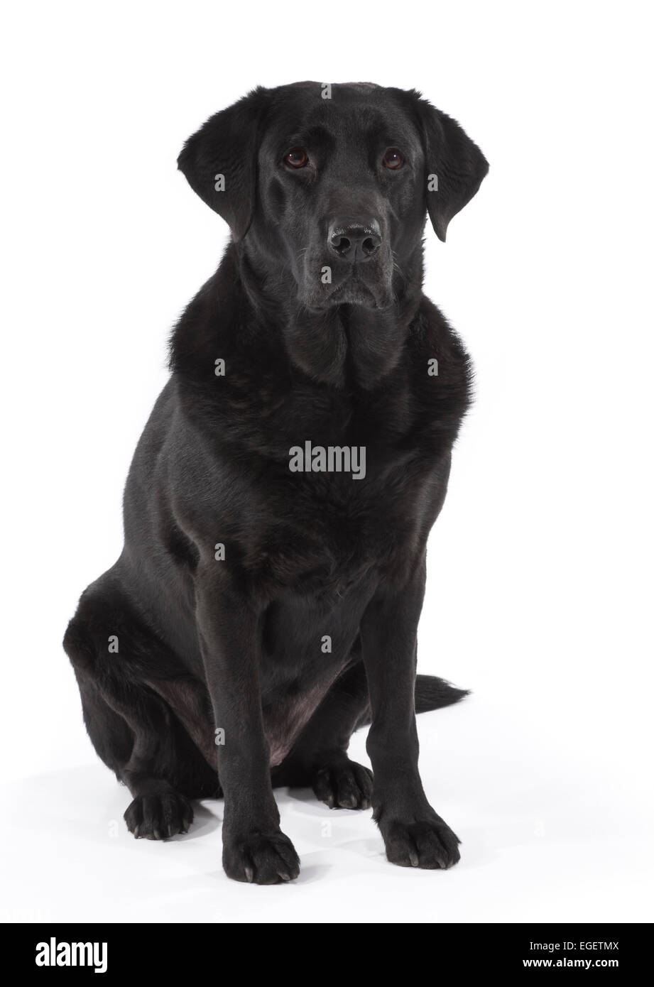 Il Labrador nero cane di età compresa tra i 6 anni Foto Stock