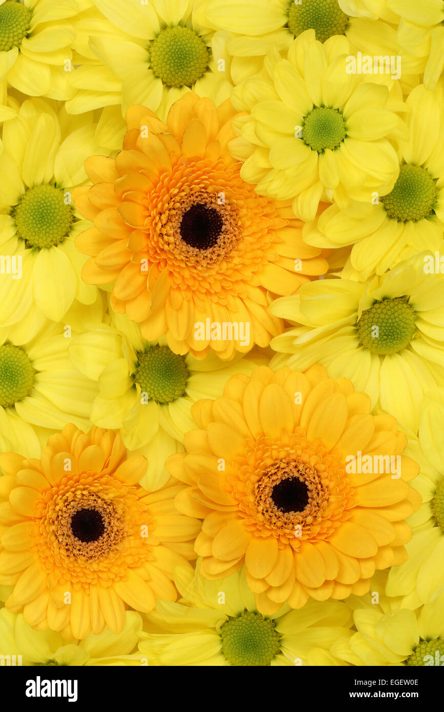 Fiori crisantemi natura sfondo in primavera, il compleanno o la festa della mamma Foto Stock