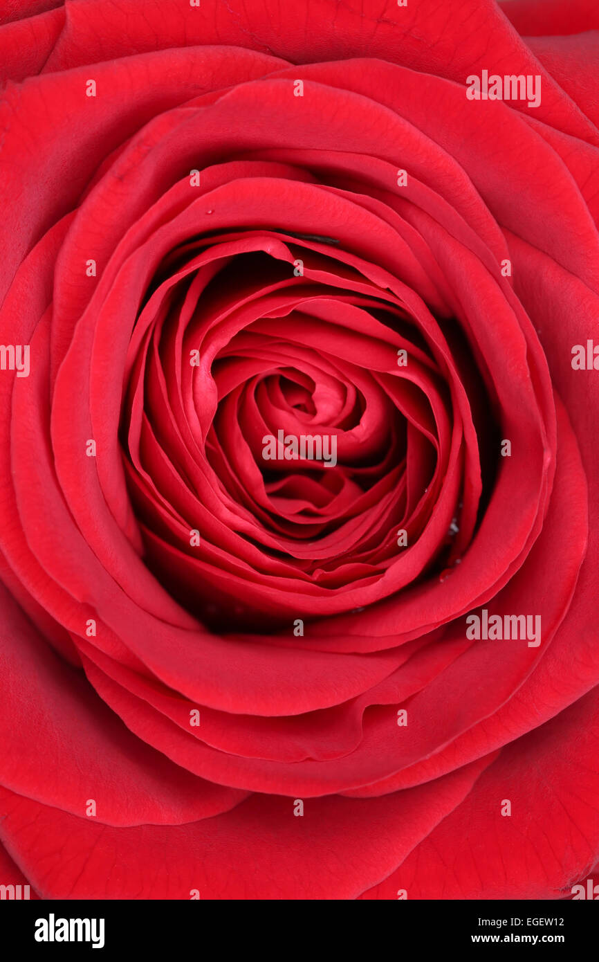 Primo piano sbocciano i fiori rosa rossa sul compleanno, madri di giorno o il giorno di San Valentino Foto Stock