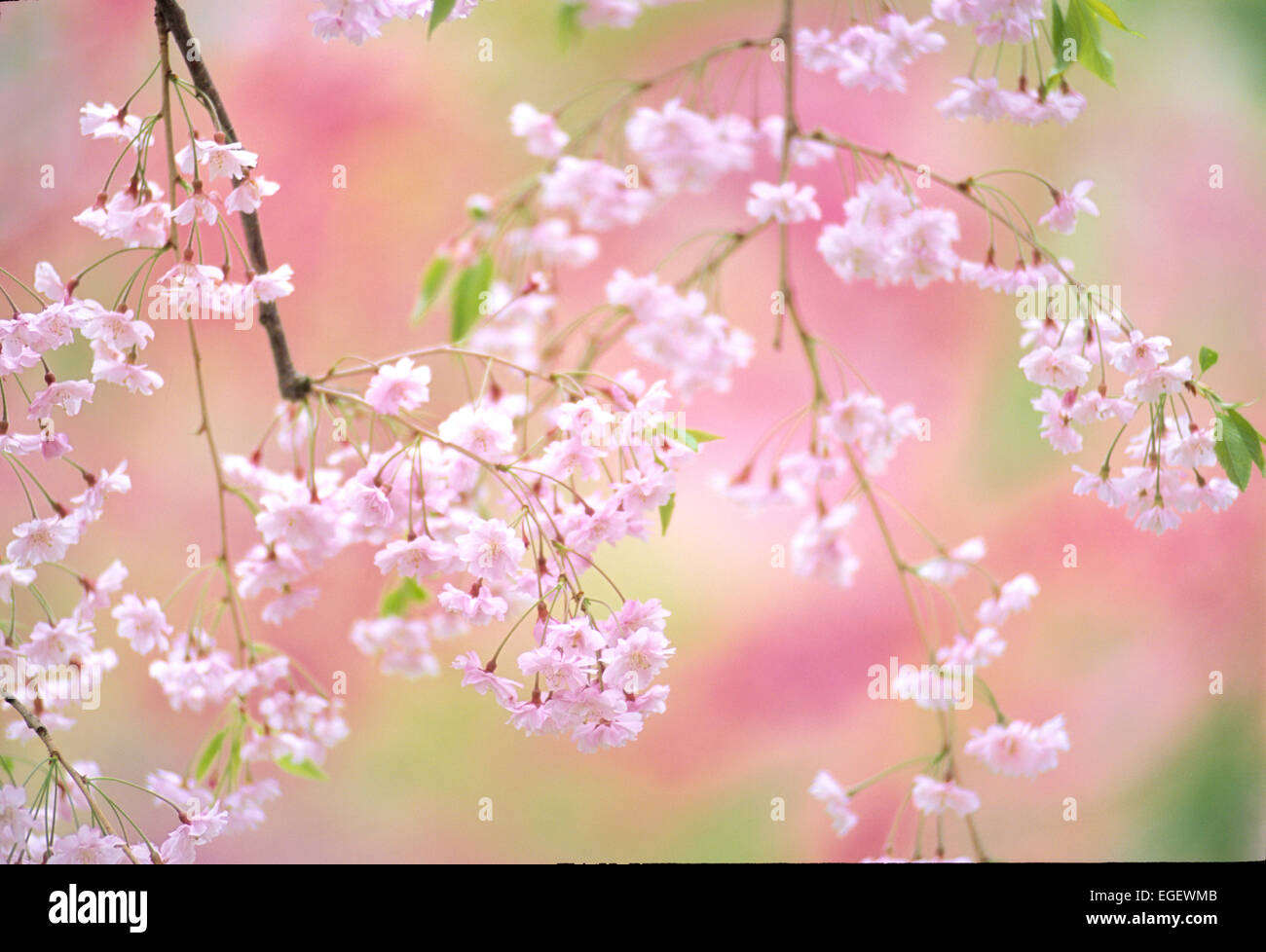 Fiori Ciliegio Foto Stock