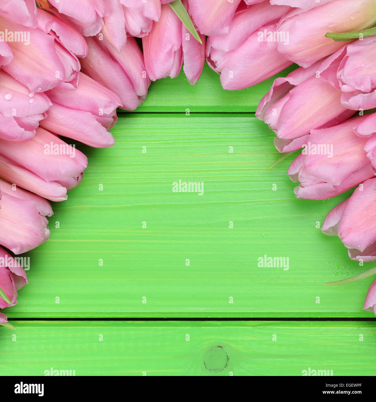 I tulipani fiori in primavera o la festa della mamma con copyspace per il proprio testo Foto Stock