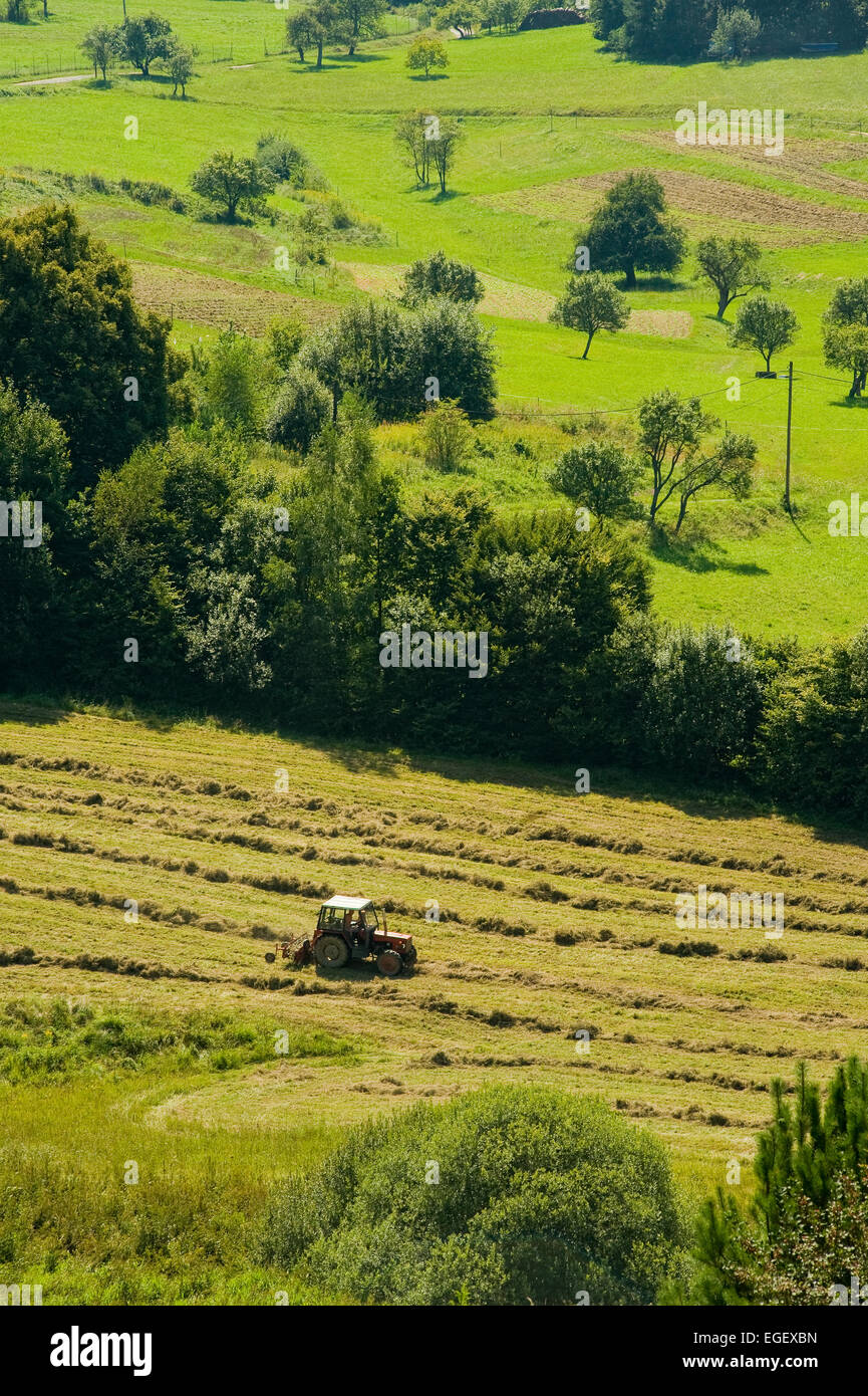 Il raccolto con traktor sul campo Foto Stock