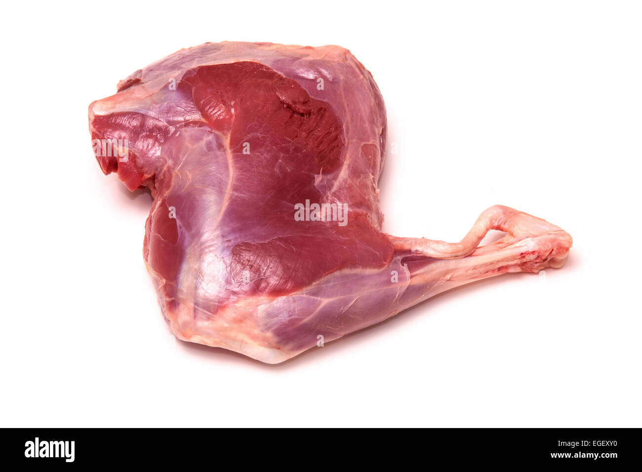 Haunch o gamba o materie di capriolo isolato su un bianco di sfondo per studio. Foto Stock