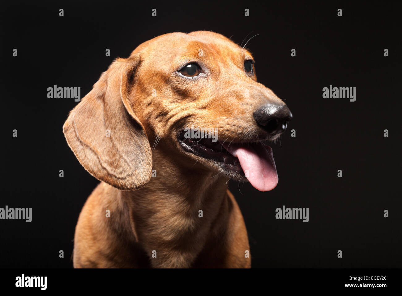 Ritratto di carino marrone cane bassotto isolati su sfondo nero Foto Stock