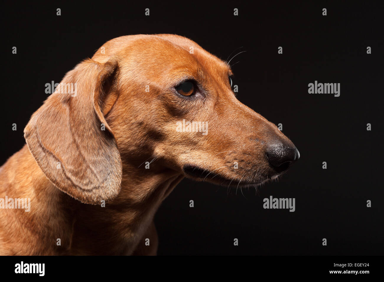 Ritratto di carino marrone cane bassotto isolati su sfondo nero con copyspace Foto Stock