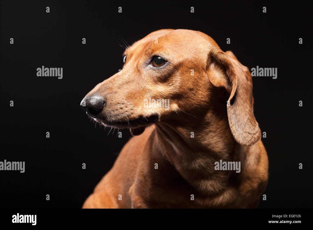 Ritratto di carino marrone cane bassotto isolati su sfondo nero Foto Stock