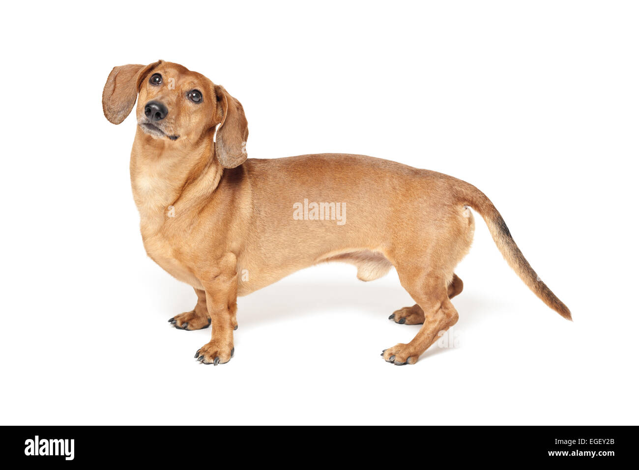 Carino marrone cane bassotto isolati su sfondo bianco Foto Stock