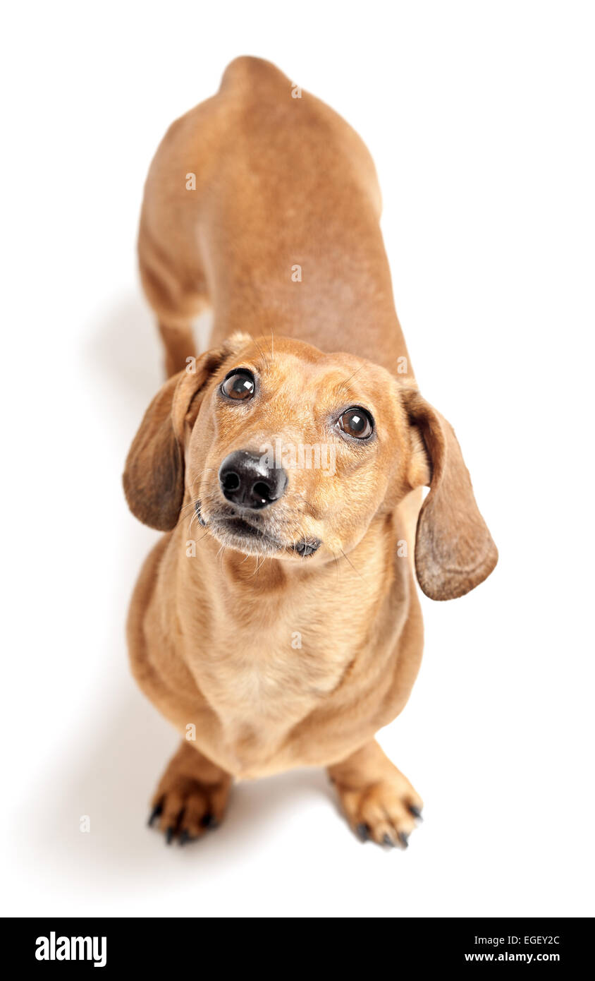 Carino marrone cane bassotto isolati su sfondo bianco Foto Stock