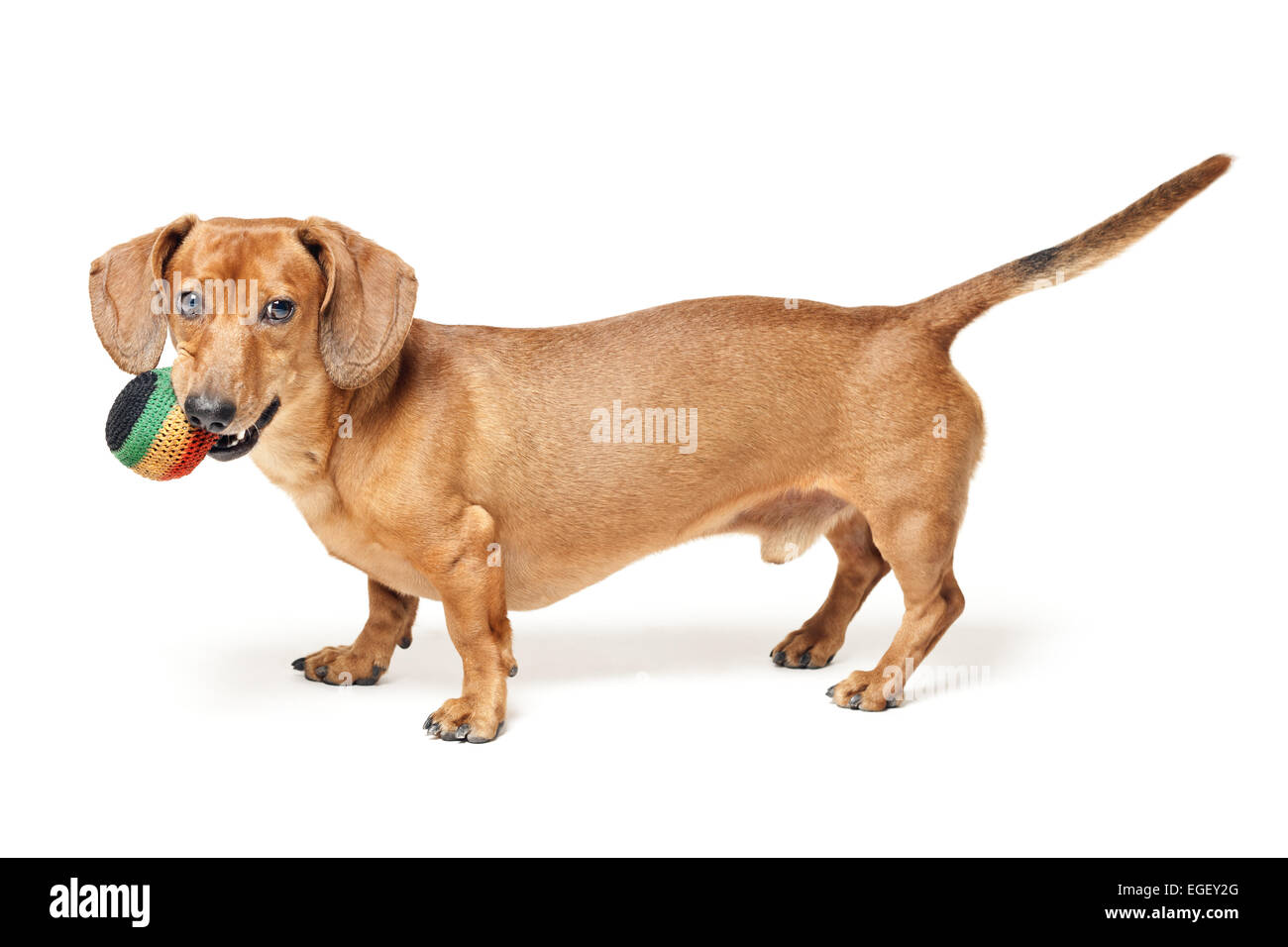 Carino marrone cane bassotto con sfera isolata su sfondo bianco Foto Stock