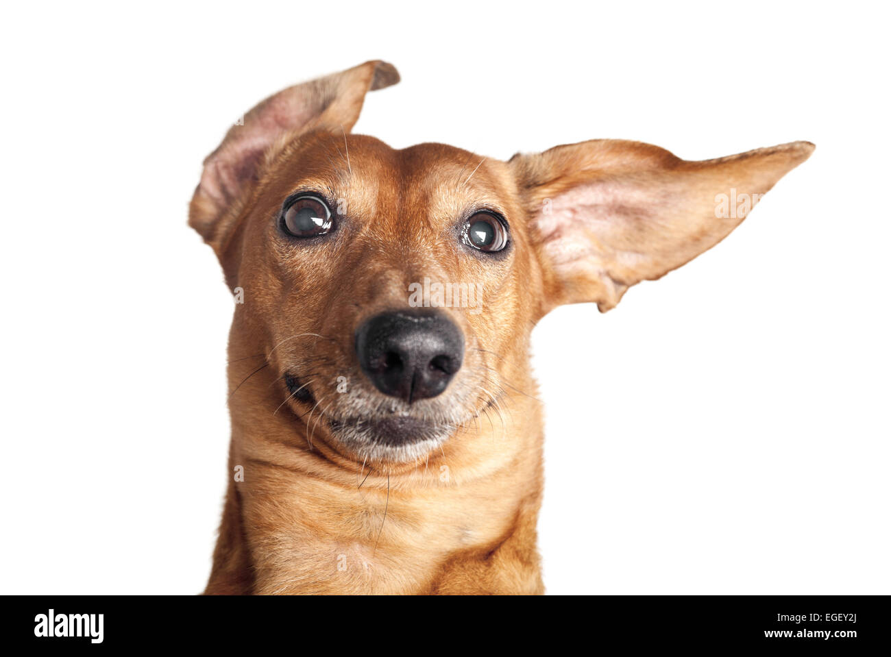 Crazy ritratto di marrone cane bassotto isolati su sfondo bianco Foto Stock