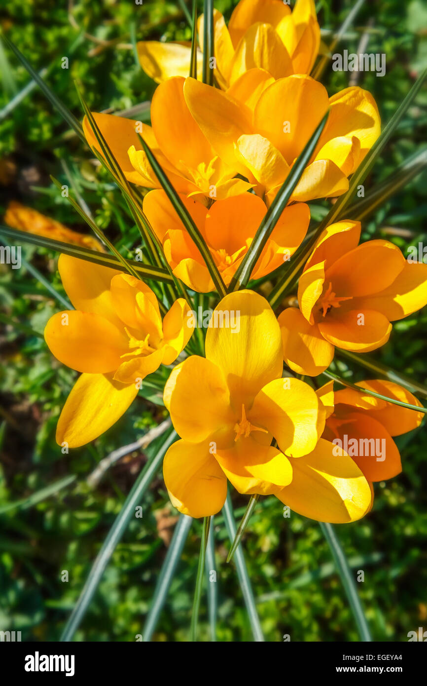 Crocus selvatici fiori Foto Stock