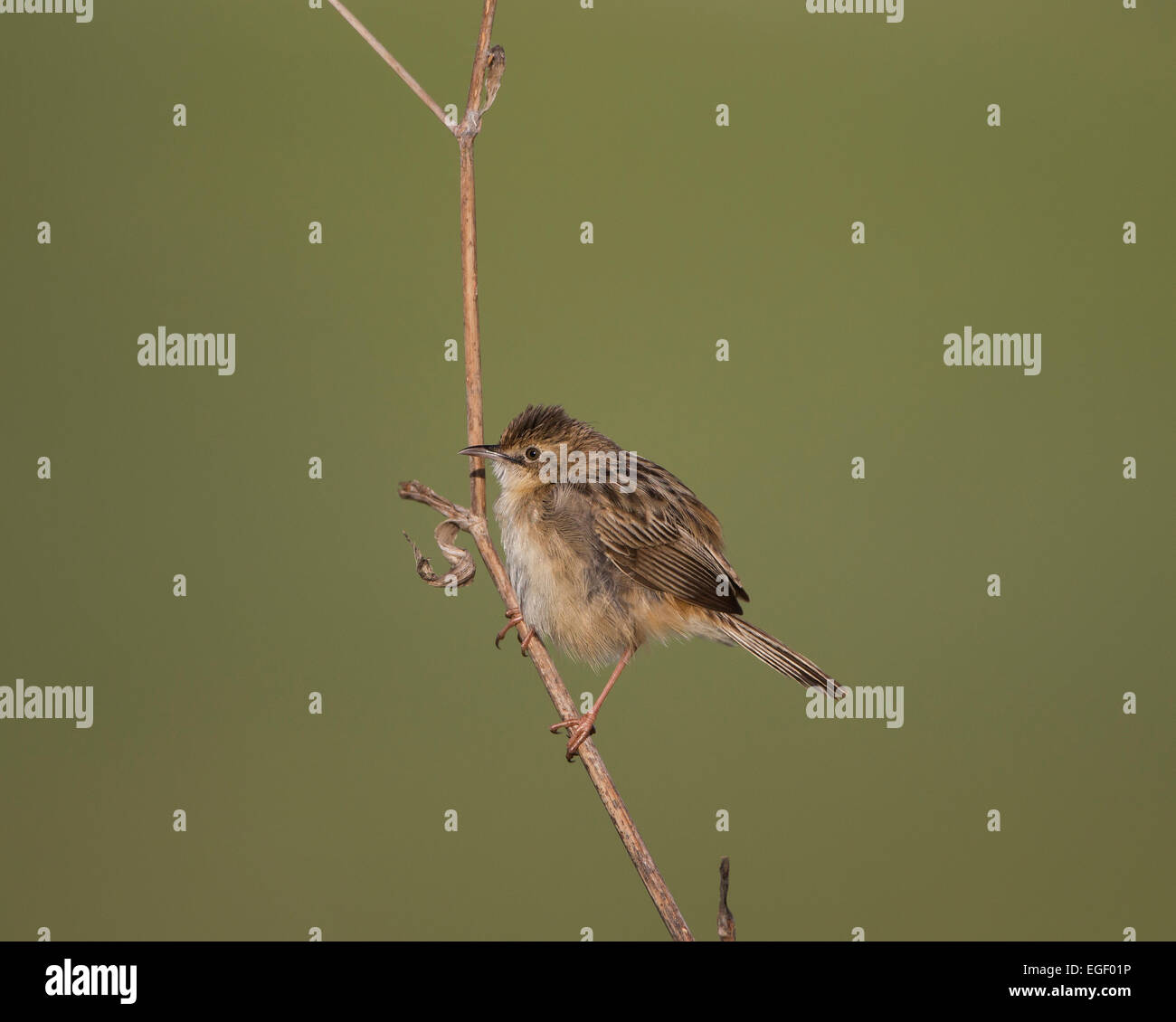 Zitting Cisticola Cisticola juncidis chiamato anche la ventola tailed Trillo Cipro Foto Stock